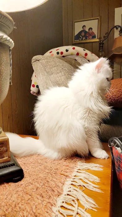 Cameron's Purebred Persians Cattery 3
