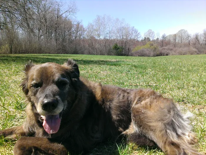 VCA Palmer Animal Hospital 7
