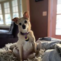VCA Palmer Animal Hospital ico