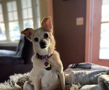 VCA Palmer Animal Hospital