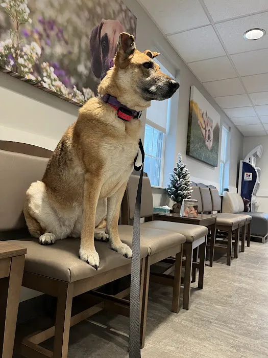 VCA Palmer Animal Hospital 3