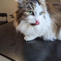 Monson Animal Clinic ico