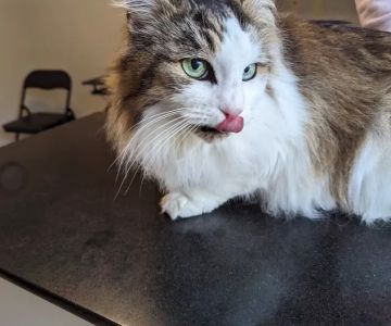 Monson Animal Clinic