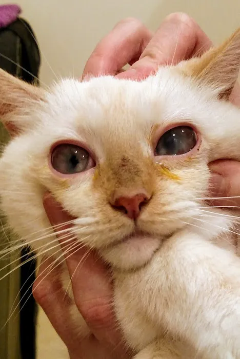 Animal Eye Care of New England 7