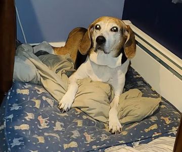 South Deerfield Veterinary Clinic