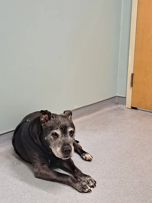Sunderland Animal Hospital Inc 1