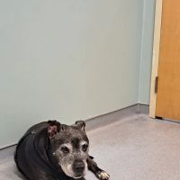 Sunderland Animal Hospital Inc ico