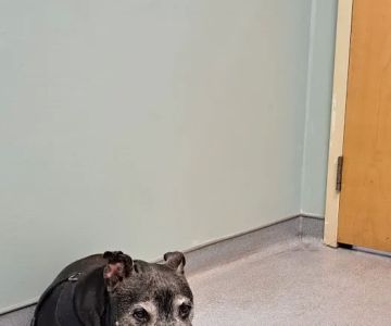 Sunderland Animal Hospital Inc