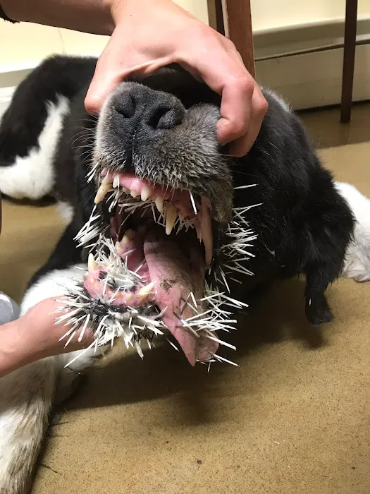 Mill Valley Veterinary Clinic 9