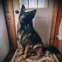 Mill Valley Veterinary Clinic ico