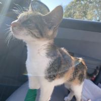 Hardwick Pond Vet Center ico