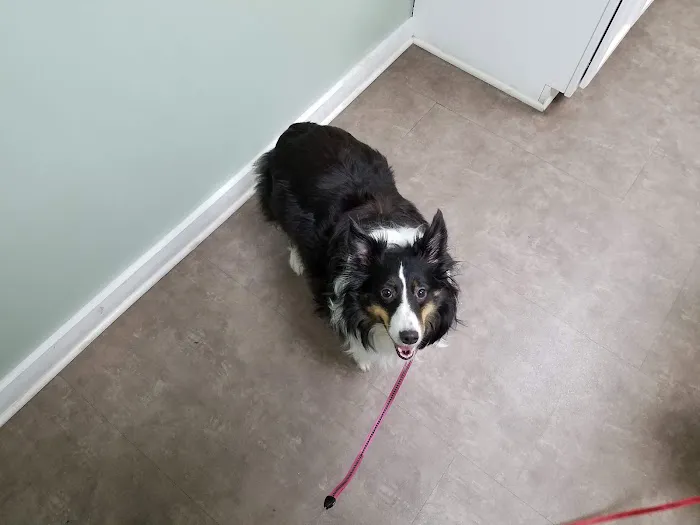 Amsterdam Animal Hospital 3