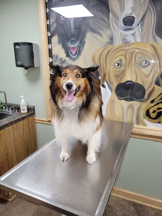 Amsterdam Animal Hospital 1