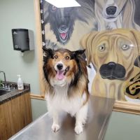 Amsterdam Animal Hospital ico
