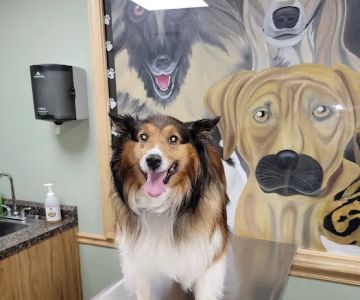 Amsterdam Animal Hospital