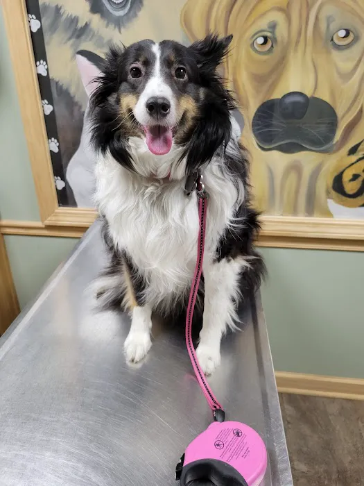 Amsterdam Animal Hospital 7