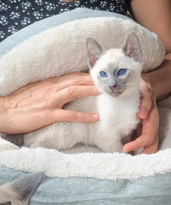 Astra Siam Siamese Kittens CFF and TICA registration 1