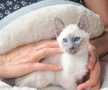Astra Siam Siamese Kittens CFF and TICA registration