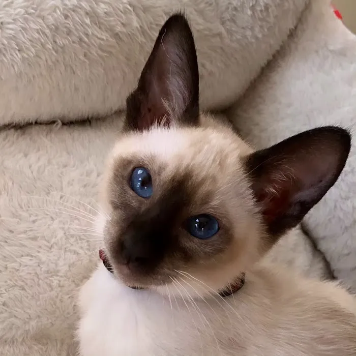 Astra Siam Siamese Kittens CFF and TICA registration 6