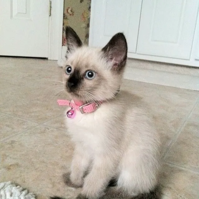 Astra Siam Siamese Kittens CFF and TICA registration 5
