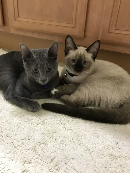 Astra Siam Siamese Kittens CFF and TICA registration 10