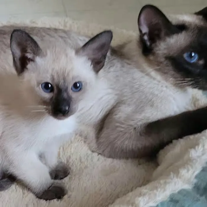 Astra Siam Siamese Kittens CFF and TICA registration 3