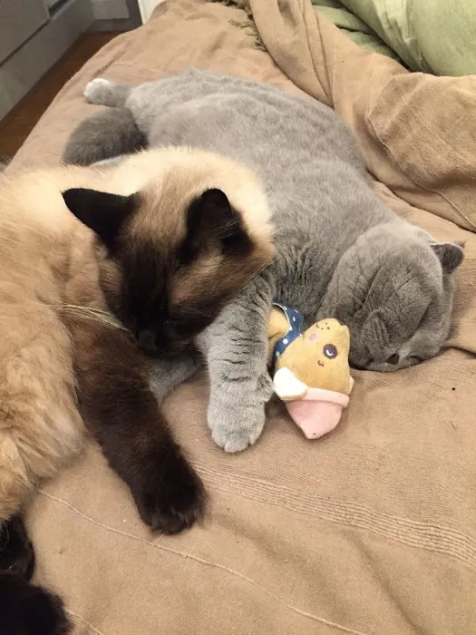 Astra Siam Siamese Kittens CFF and TICA registration 9