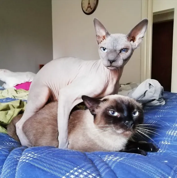 Astra Siam Siamese Kittens CFF and TICA registration 8