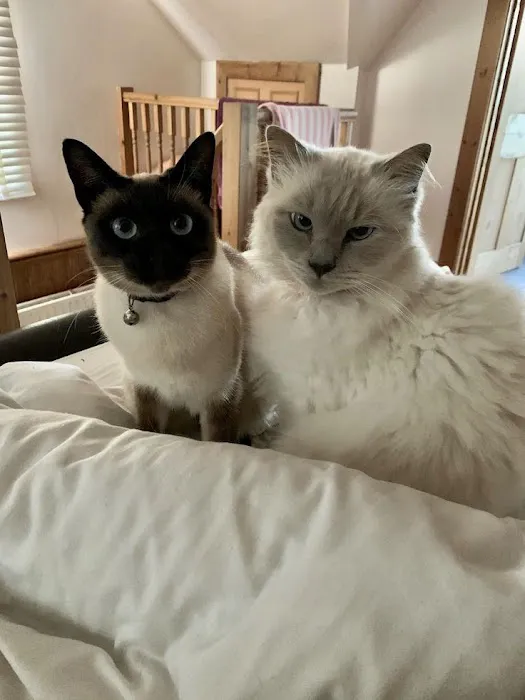 Astra Siam Siamese Kittens CFF and TICA registration 4