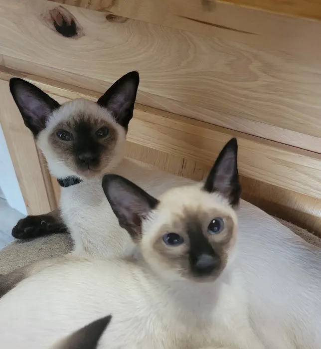 Astra Siam Siamese Kittens CFF and TICA registration 2
