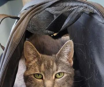 Dove Creek Animal Hospital