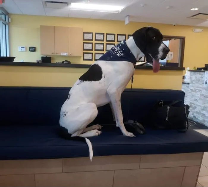 Dove Creek Animal Hospital 9