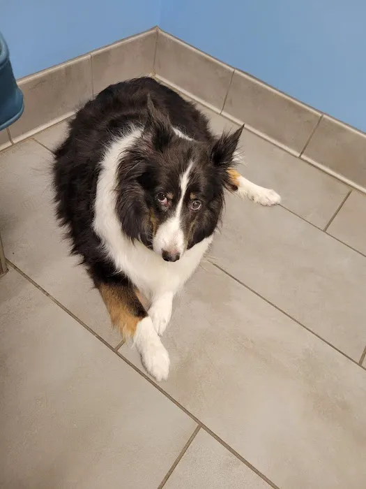 Dove Creek Animal Hospital 10