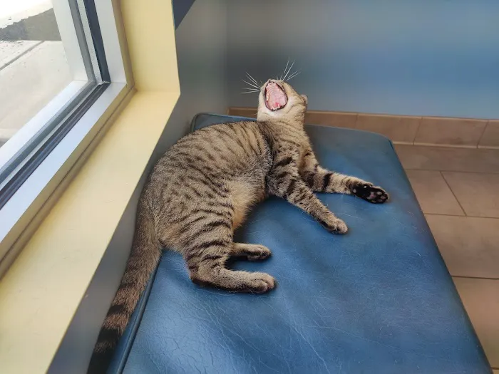 Dove Creek Animal Hospital 5
