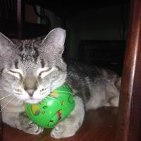 PetVet Vaccination Clinic ico