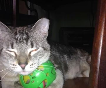 PetVet Vaccination Clinic