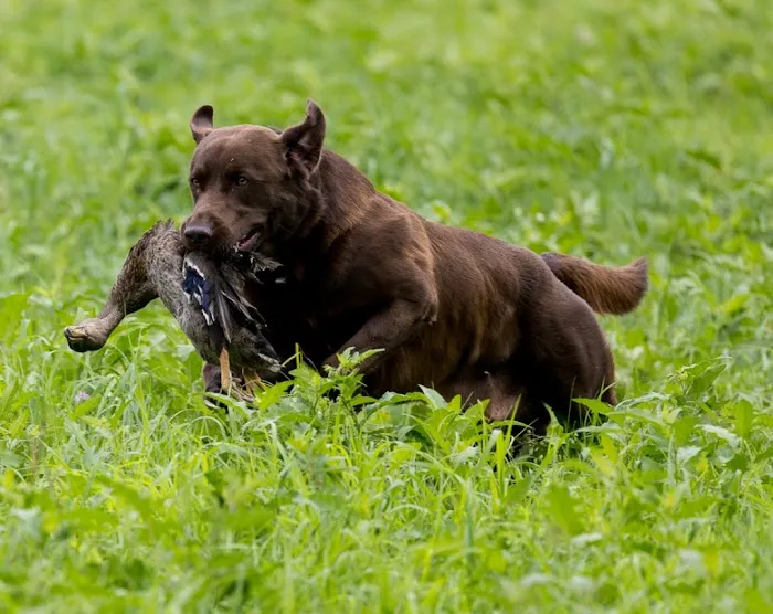 Veterinary Specialties Referral Center 8