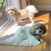 Greenfield Animal Hospital ico