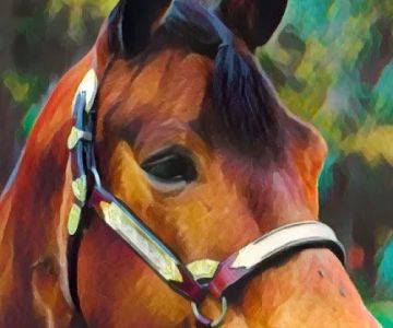 Saratoga Horse RX
