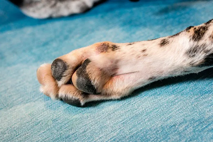 Animal Wellness Veterinary Services LLC 7