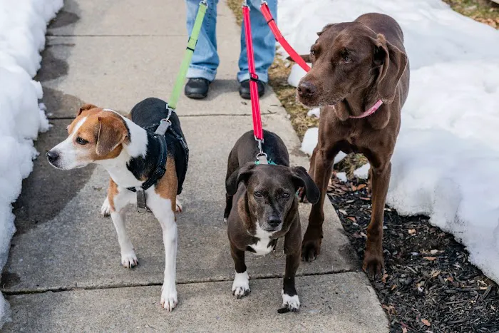 Animal Wellness Veterinary Services LLC 2