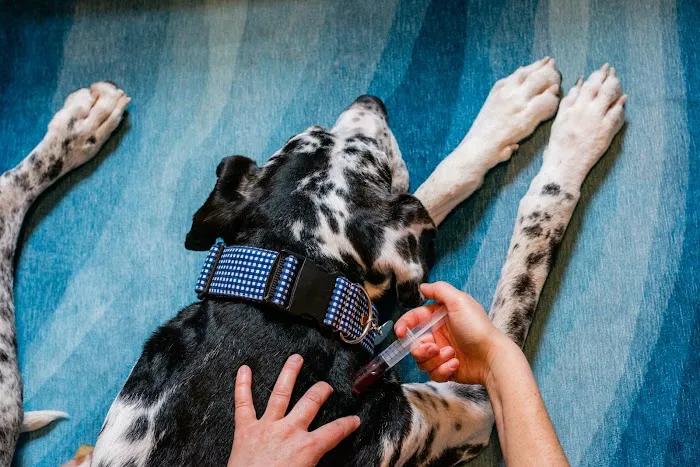 Animal Wellness Veterinary Services LLC 6