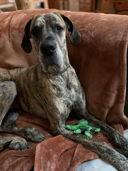 Upstate Animal Medical Center 2