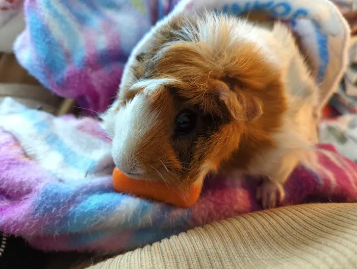 Upstate Animal Medical Center 8