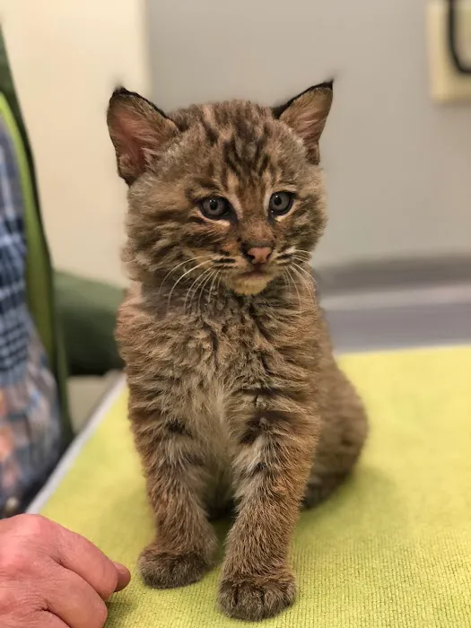Upstate Animal Medical Center 1