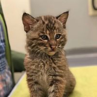 Upstate Animal Medical Center ico