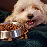 Springs Family Veterinary Hospital ico