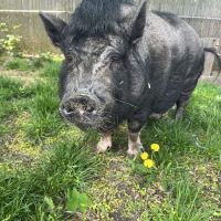 Tufts Veterinary Field Service ico