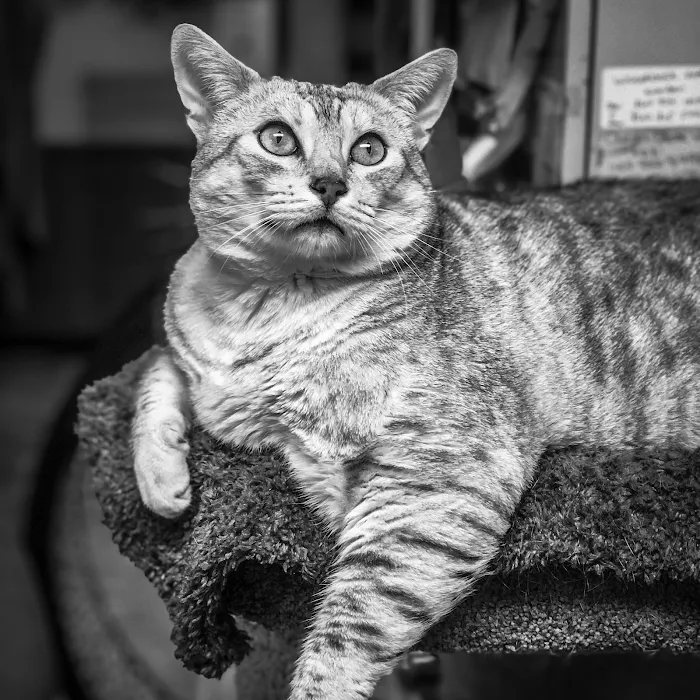 Pomfret Small Animal Clinic 8