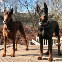 Pomfret Small Animal Clinic ico